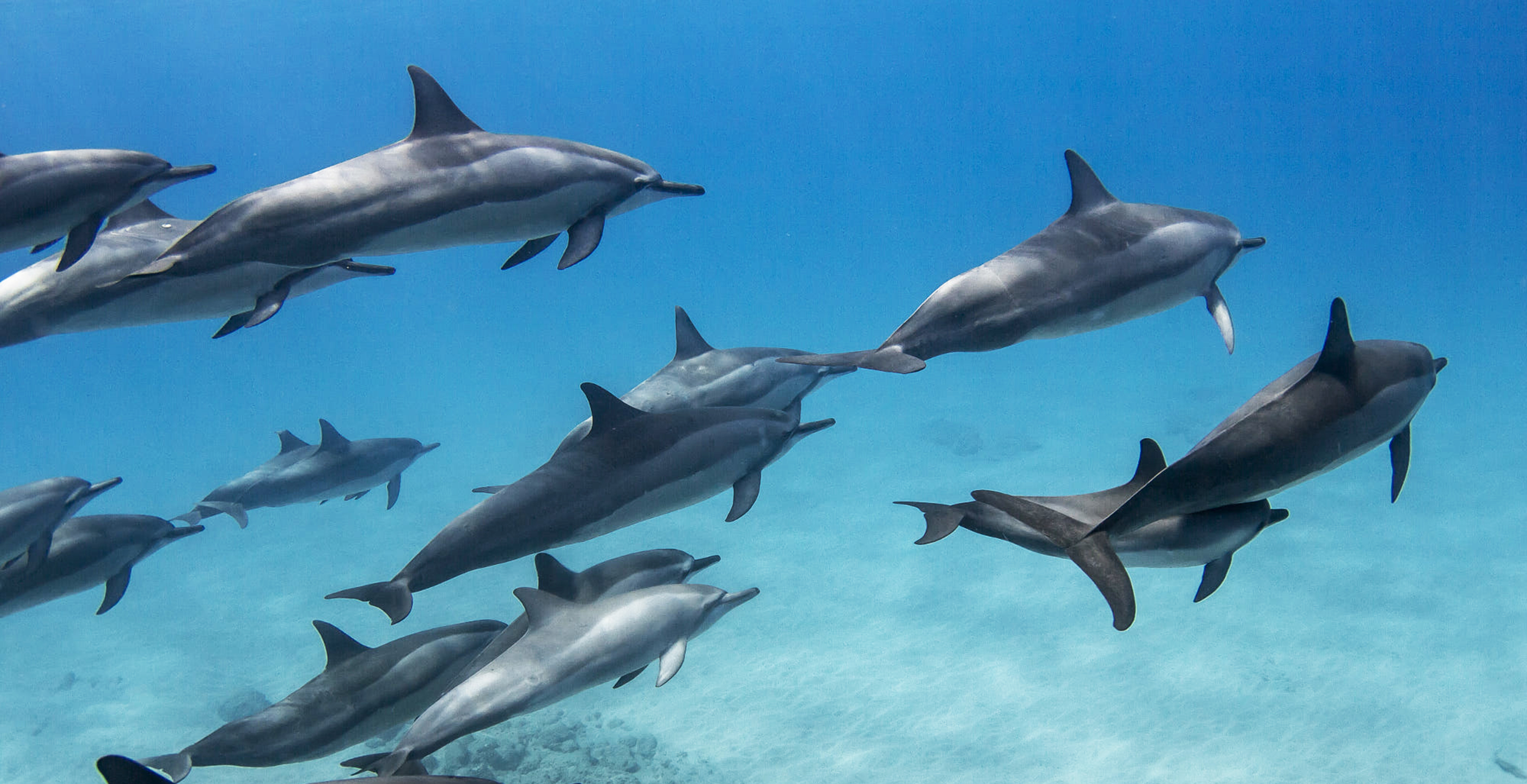 dolphins swimming underwater in ocean 2026 03 19 01 52 18 utc
