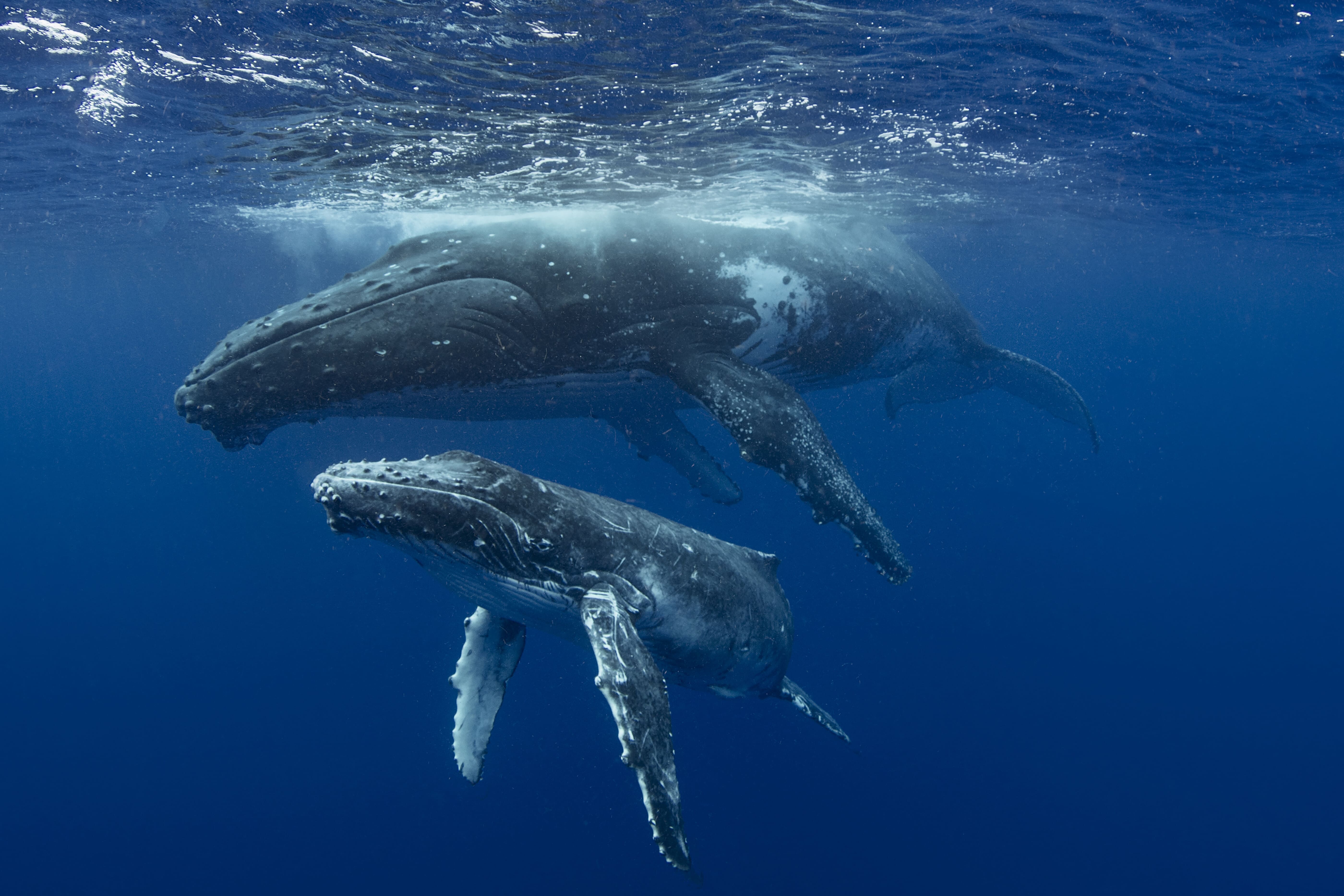 humpback whale megaptera novaeangliae and calf i 2026 01 09 09 17 42 utc