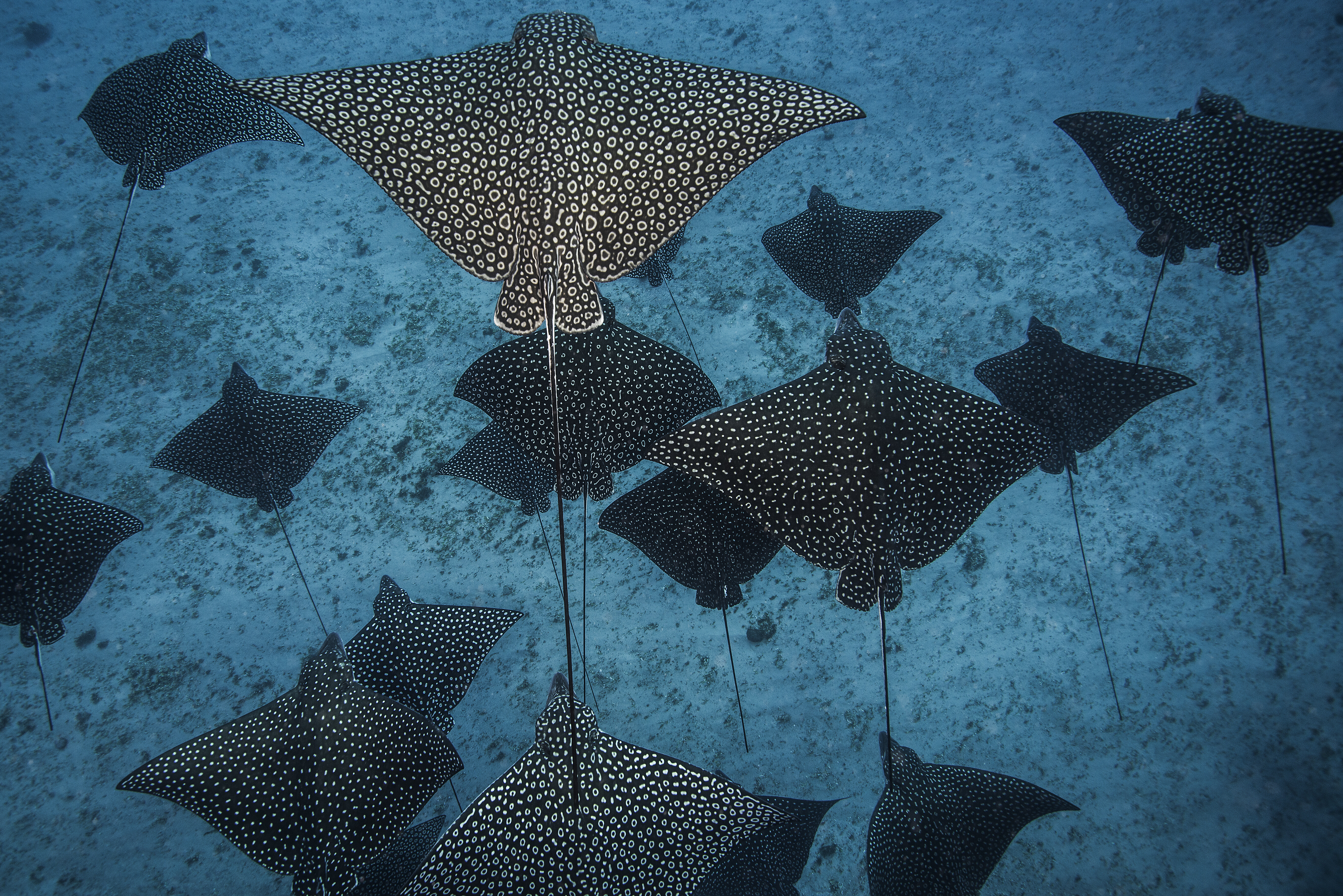 underwater overhead view of spotted eagle rays cas 2026 03 25 01 22 37 utc