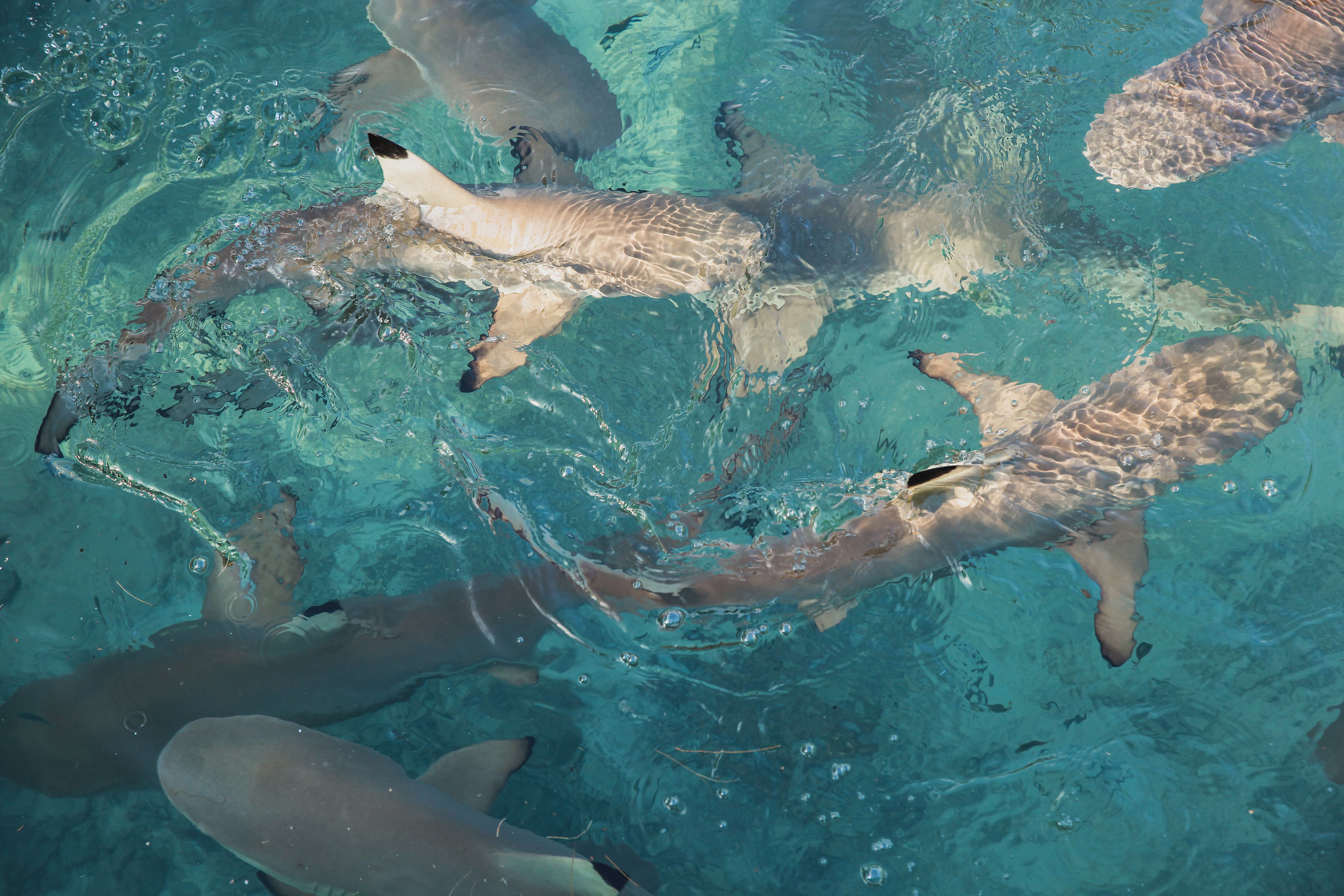 sharks swimming in shallow turquoise ocean water 2026 03 18 04 23 26 utc