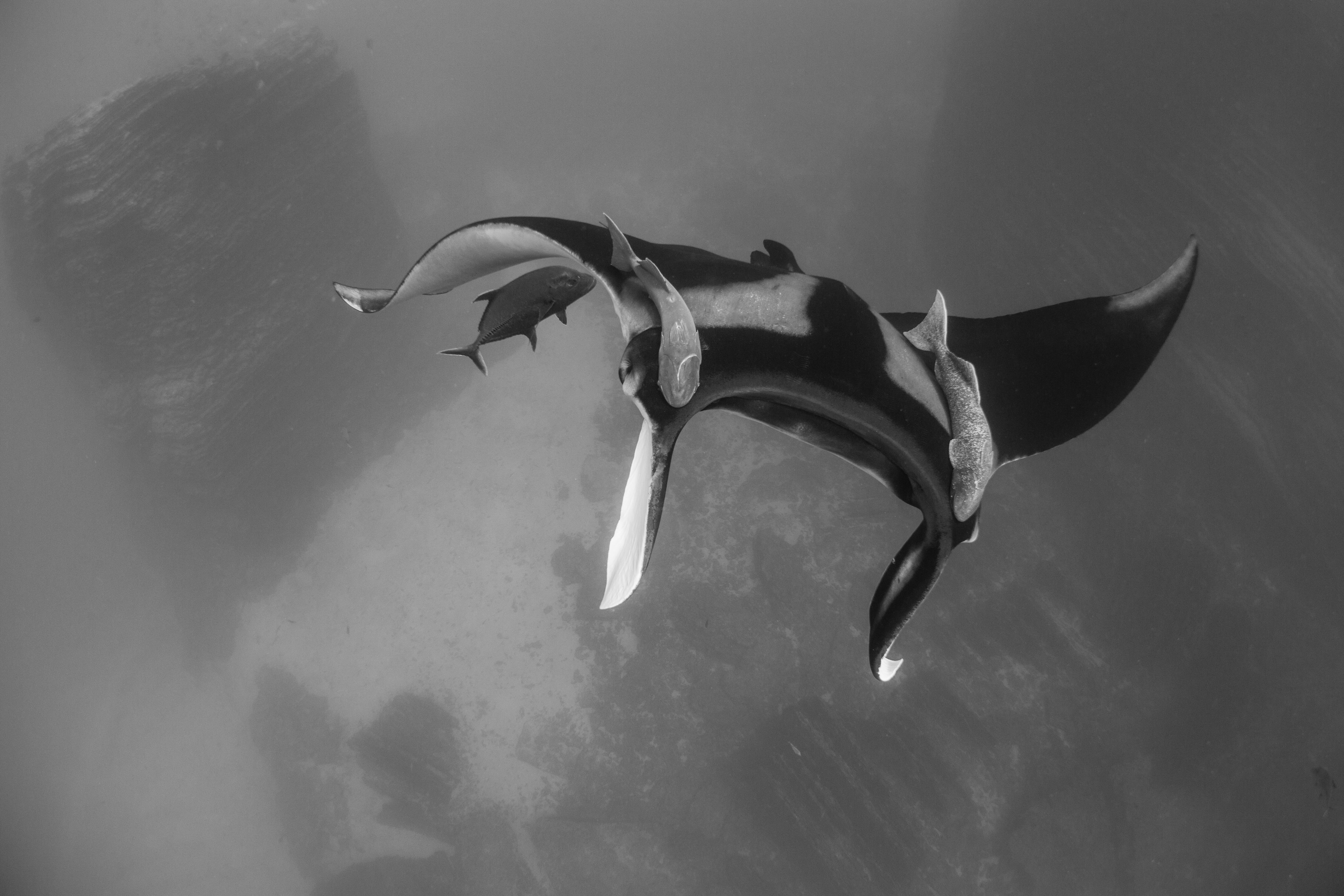 Tours de buceo para todos los niveles