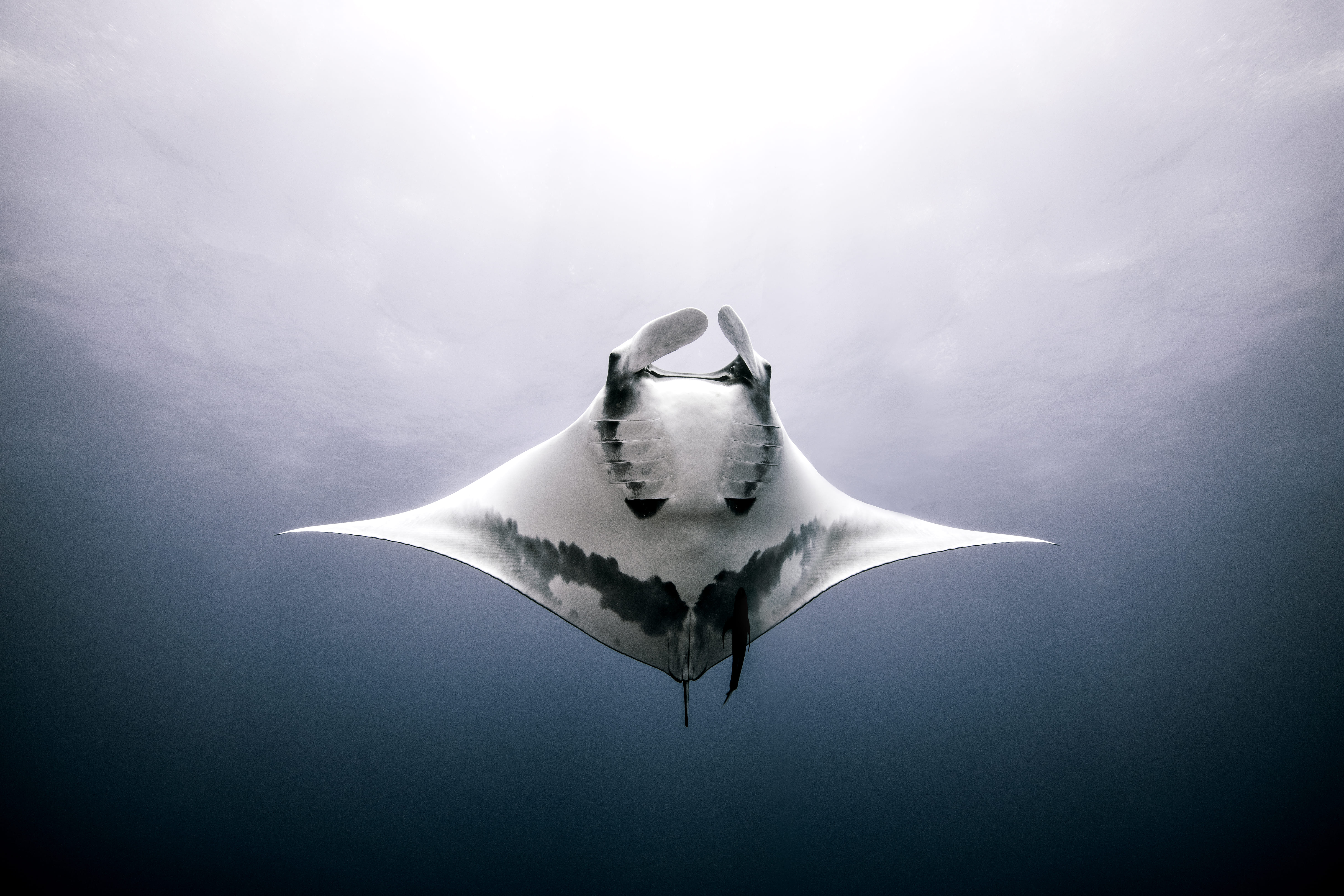 giant manta ray underwater view roca partida me 2026 03 25 01 23 34 utc