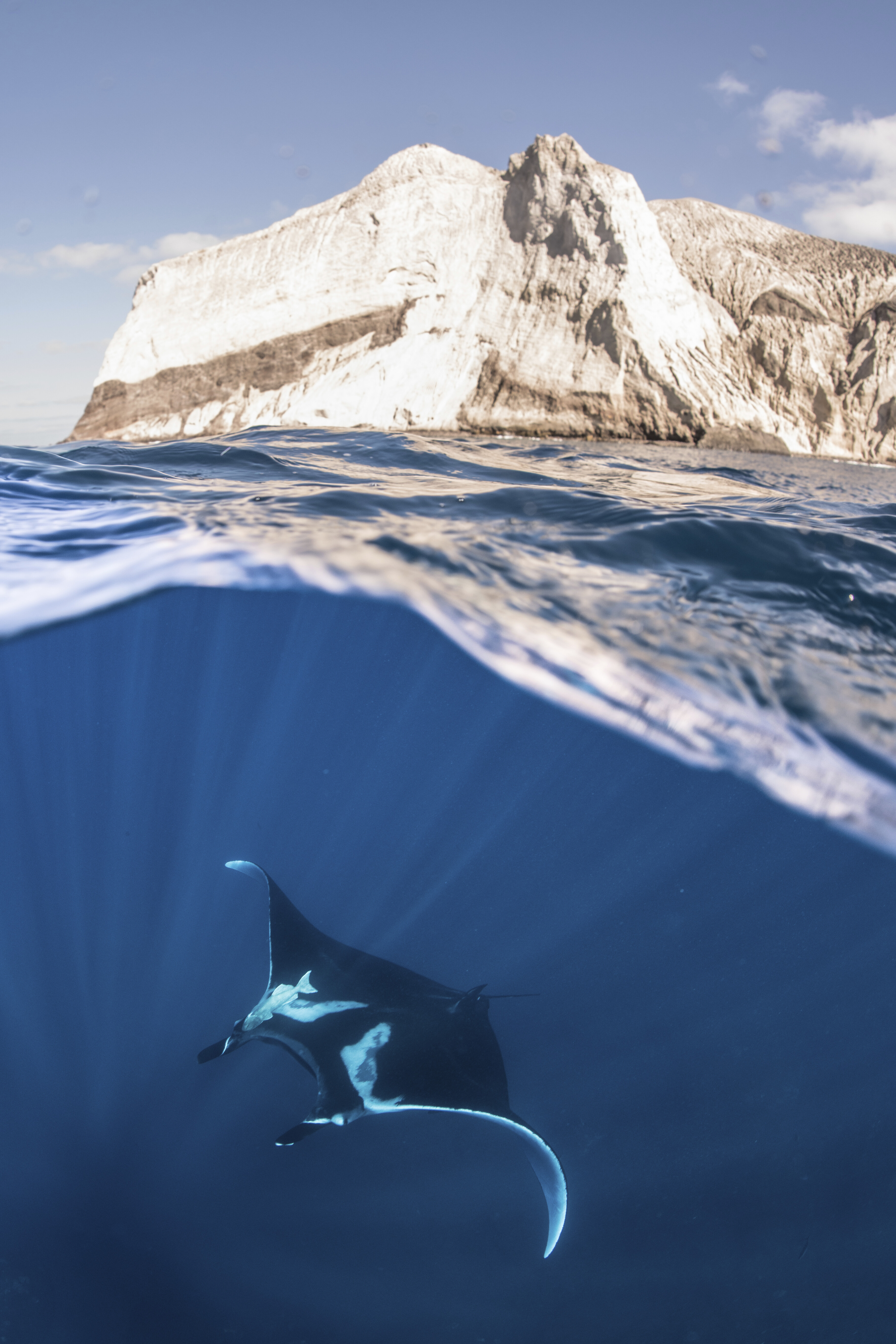 giant oceanic manta ray near water surface revill 2026 01 09 08 40 31 utc