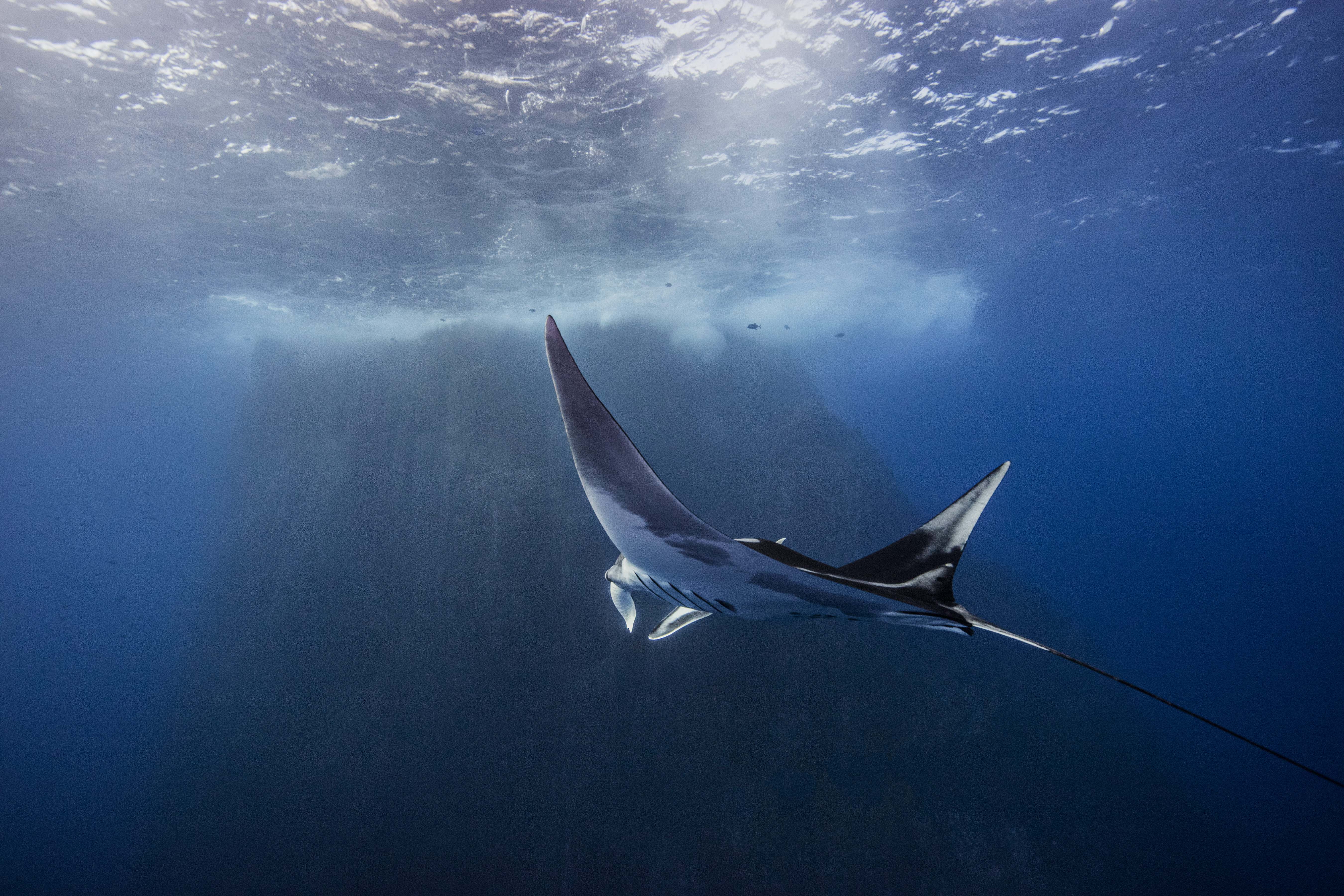 giant ocean manta ray at roca partida island soco 2026 03 11 00 58 42 utc