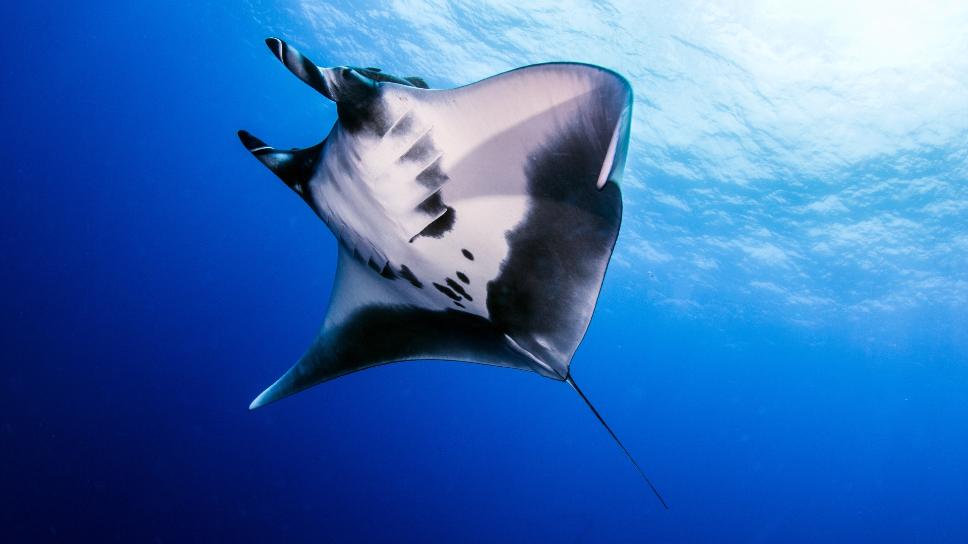 giant oceanic manta ray near water surface revill 2026 01 09 08 40 31 utc