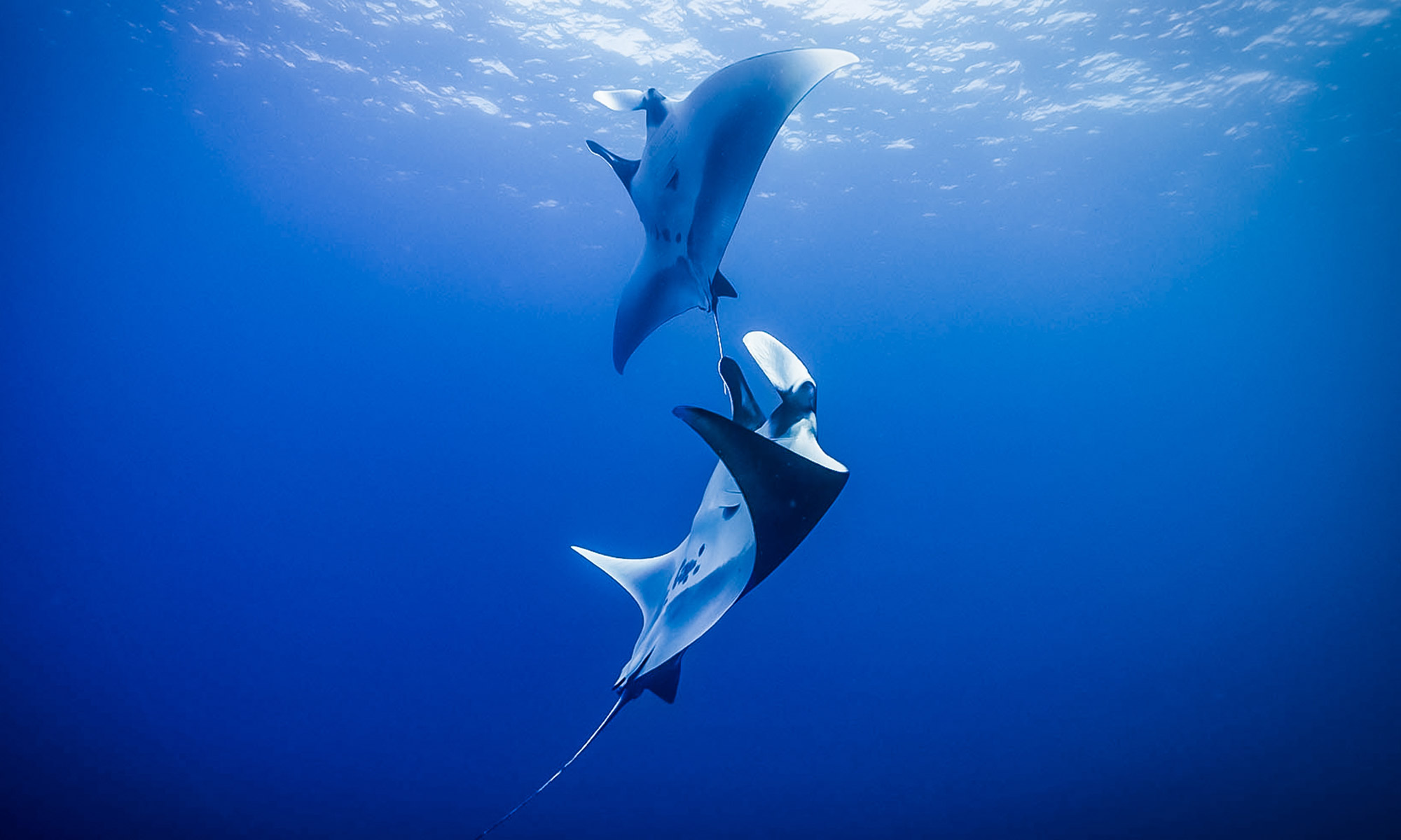 Mantas oceánicas, tiburones y delfines en uno de los grandes santuarios pelágicos del planeta
