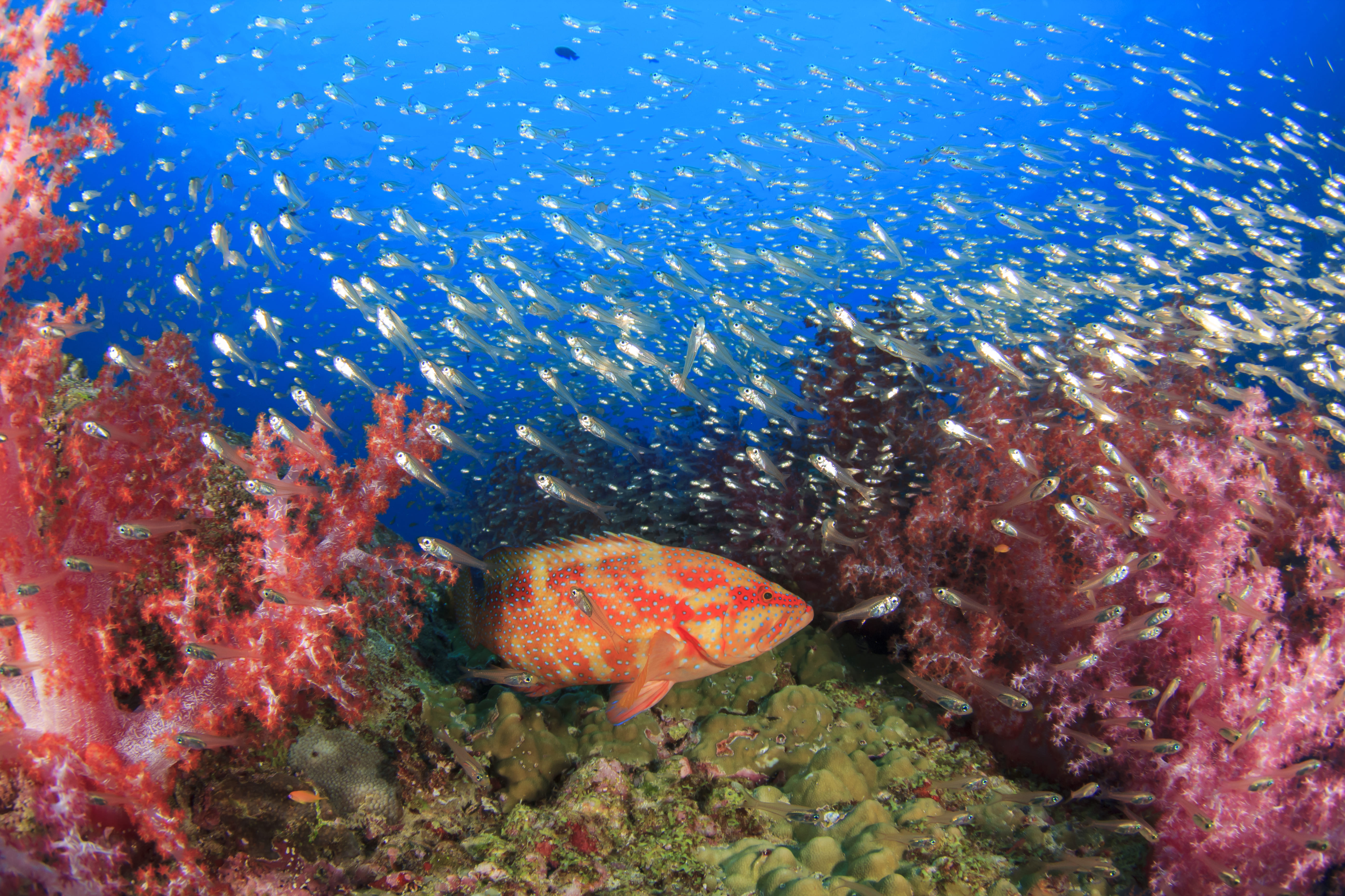 beautiful coral reef with tropical fish 2026 03 26 02 59 51 utc