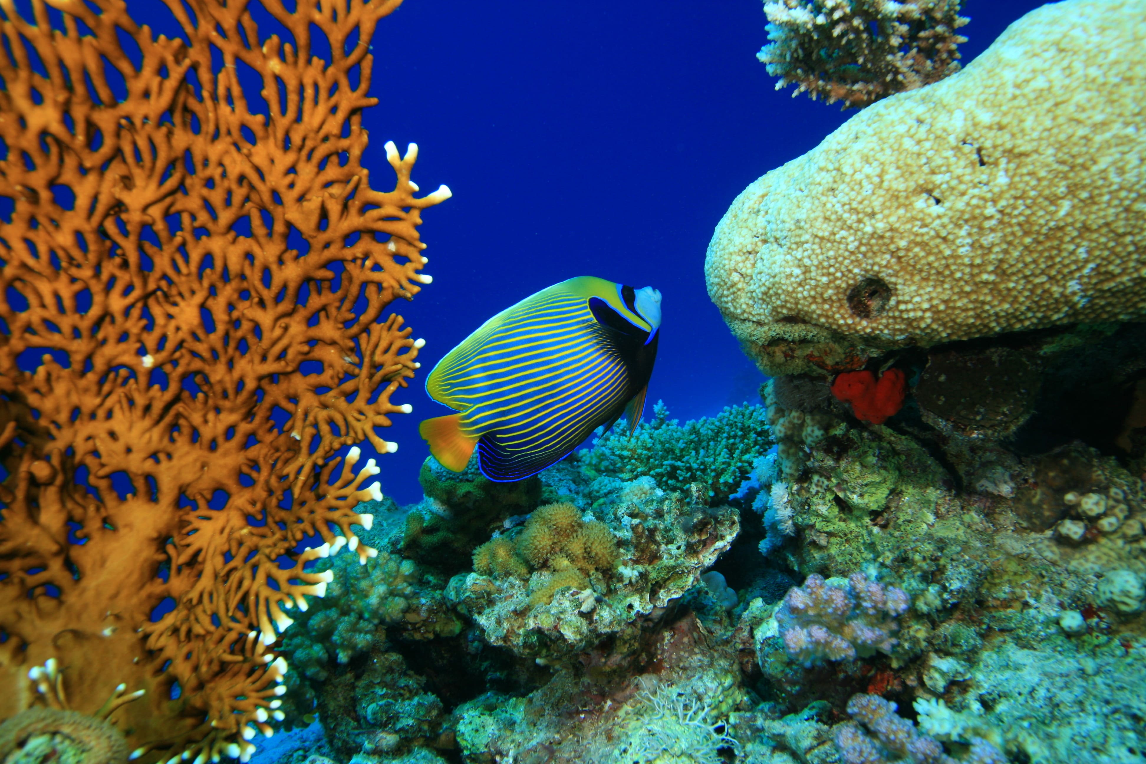 striking fish swimming near coral reef in clear wa 2026 03 26 00 00 47 utc
