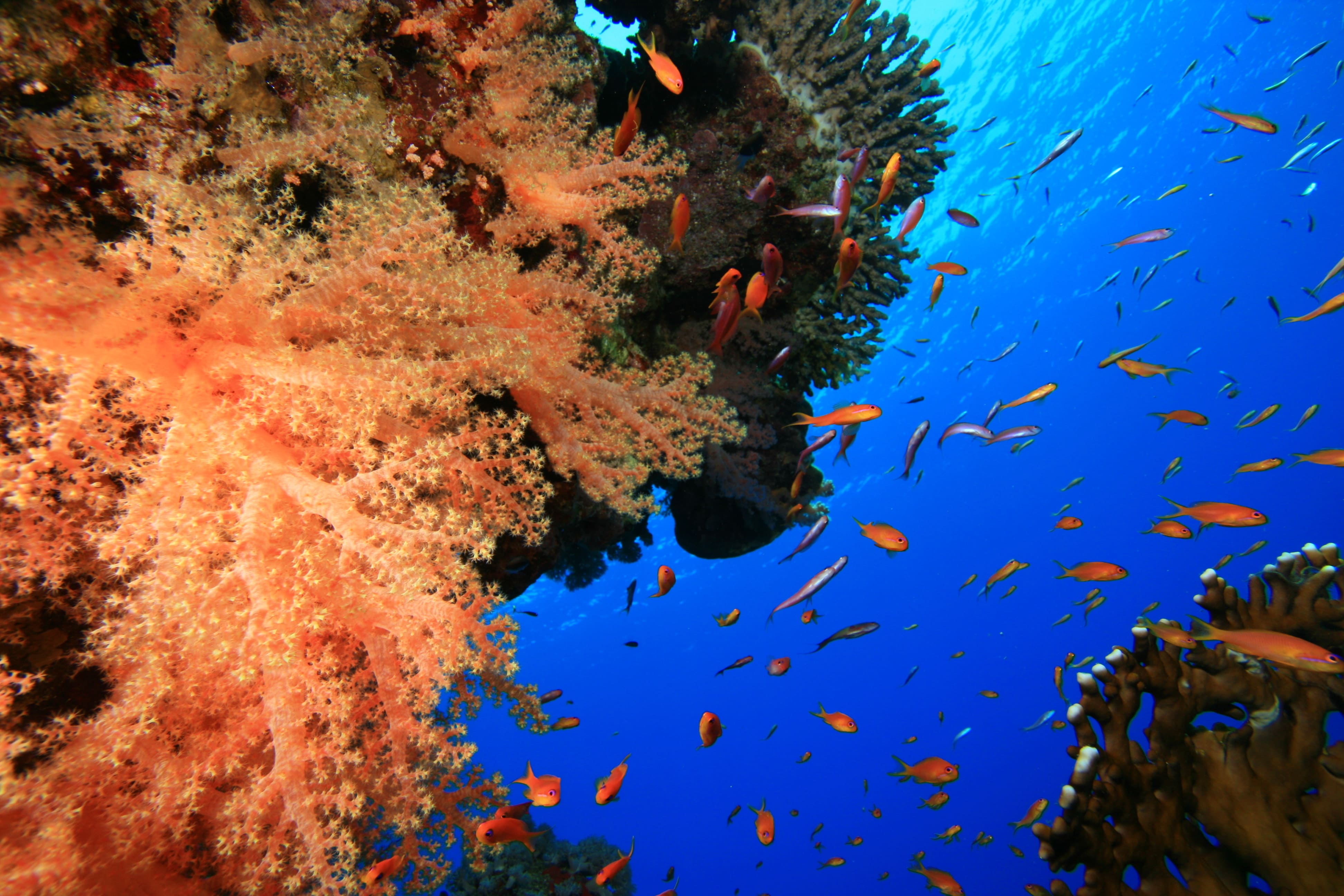 colorful coral reef and tropical fish in ocean 2026 03 26 01 21 58 utc