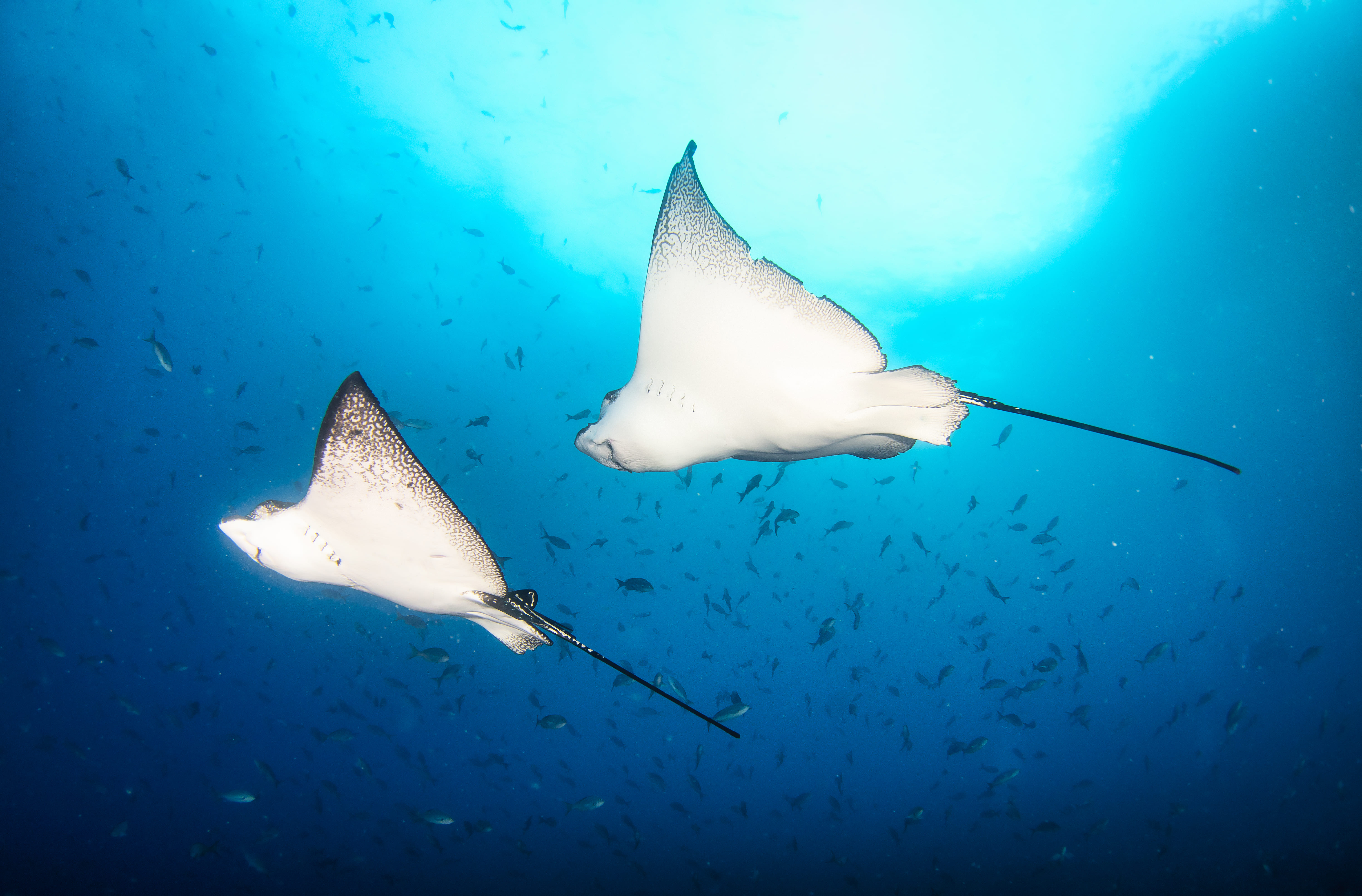 spotted eagle rays swimming together underwater in 2026 03 24 07 43 30 utc