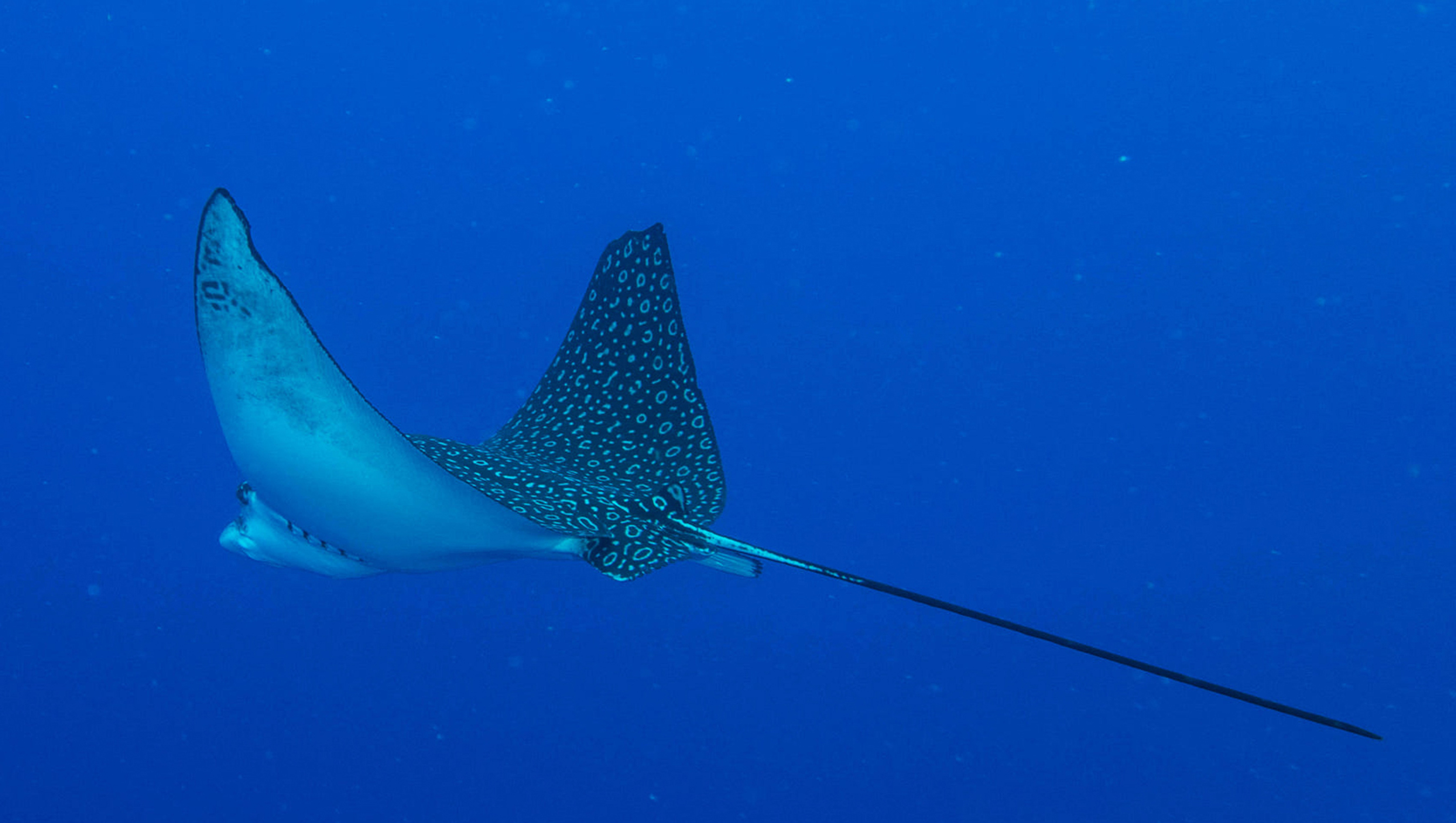 spotted eagle ray swimming in the ocean 2026 01 08 02 21 08 utc