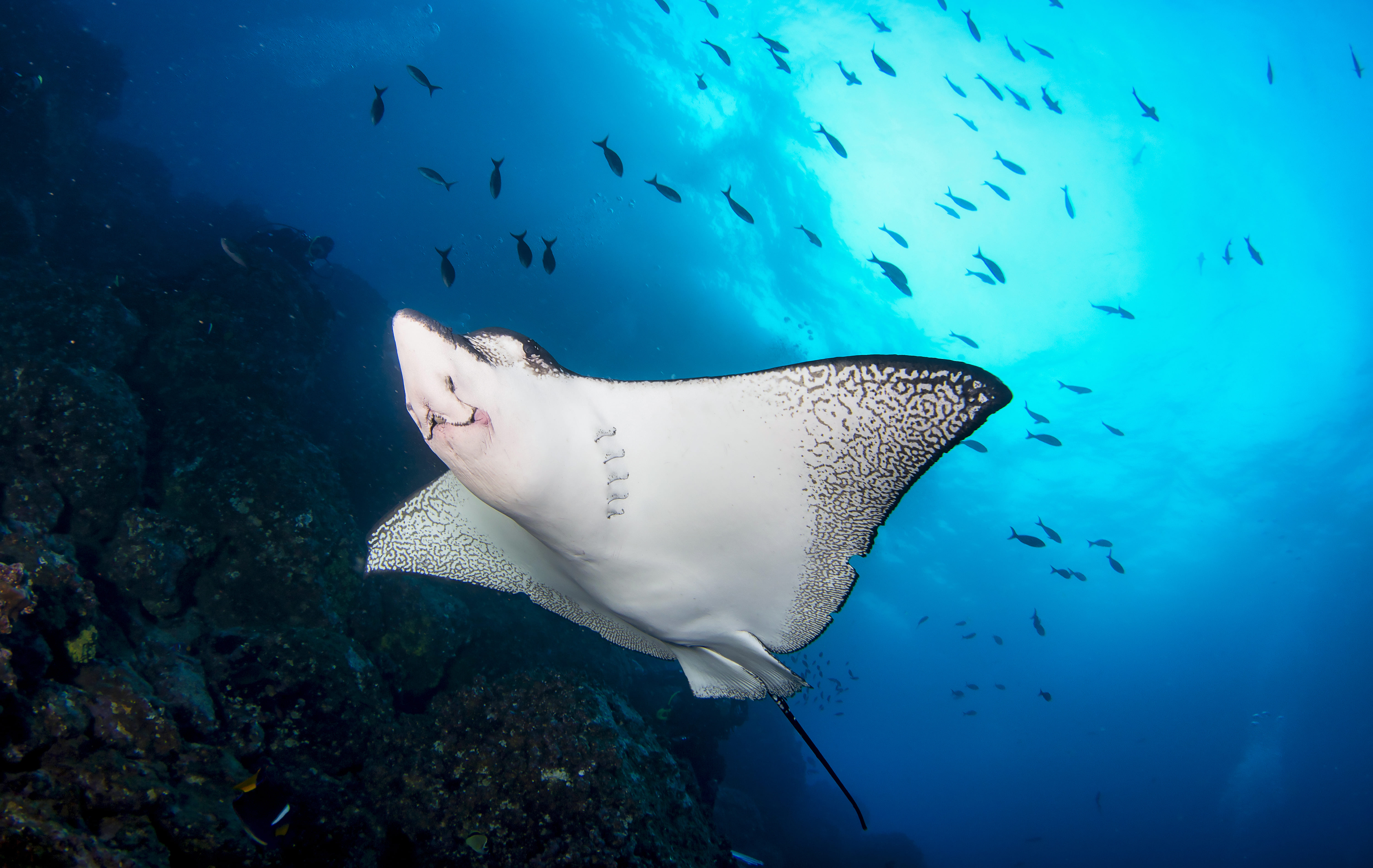 eagle-ray-5