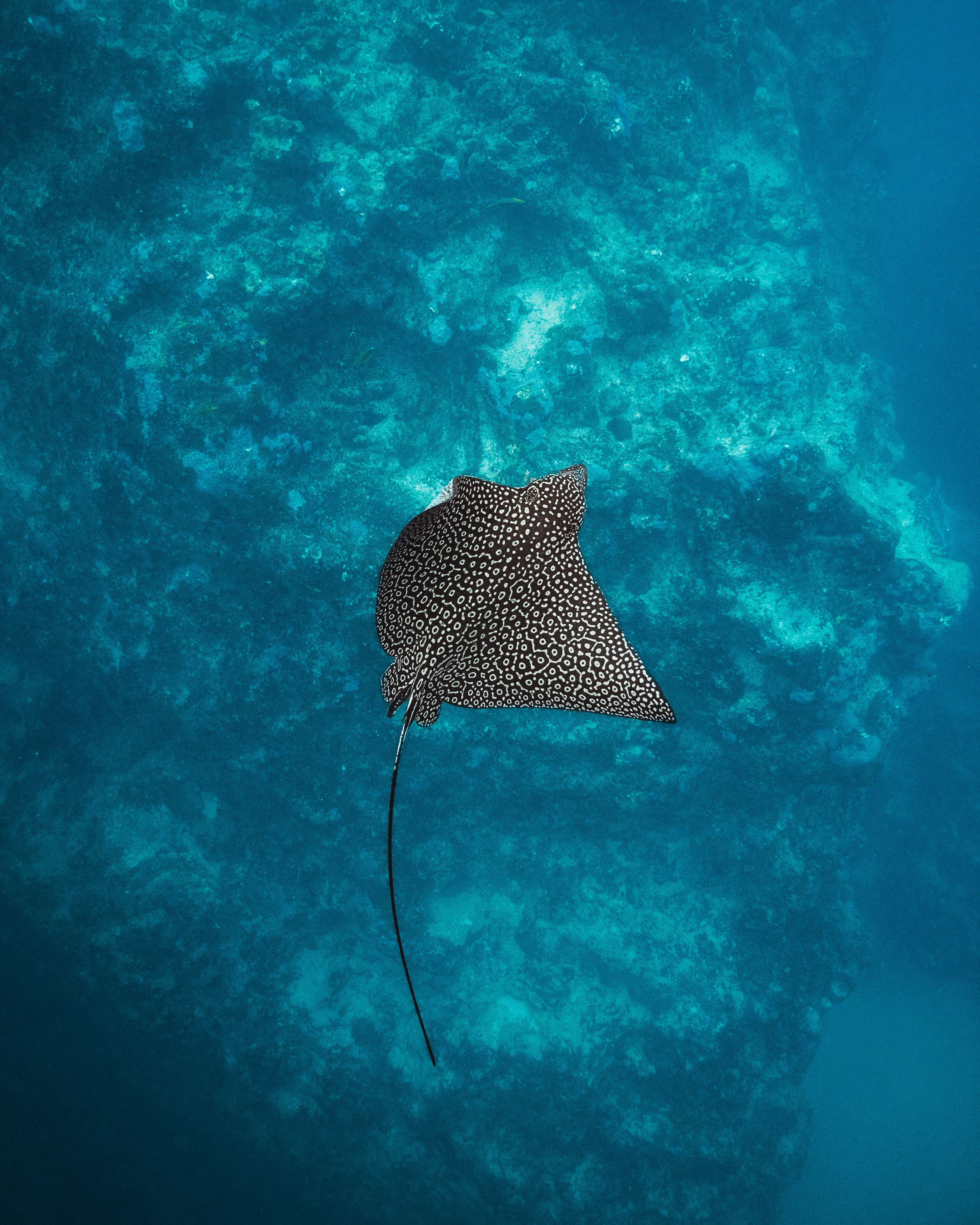 eagle-ray-3