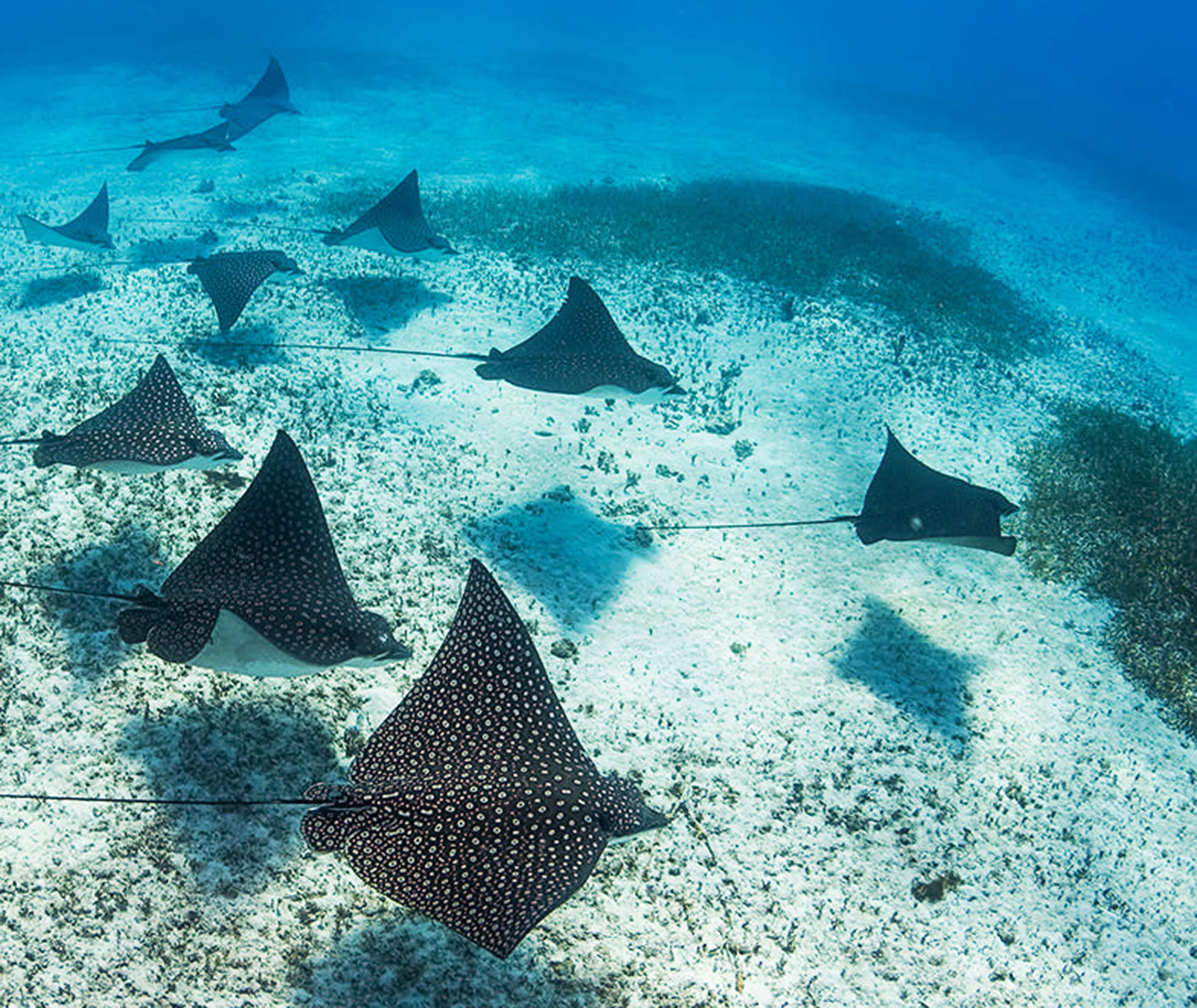 spotted eagle ray glides over sandy ocean floor 2026 01 08 02 35 05 utc