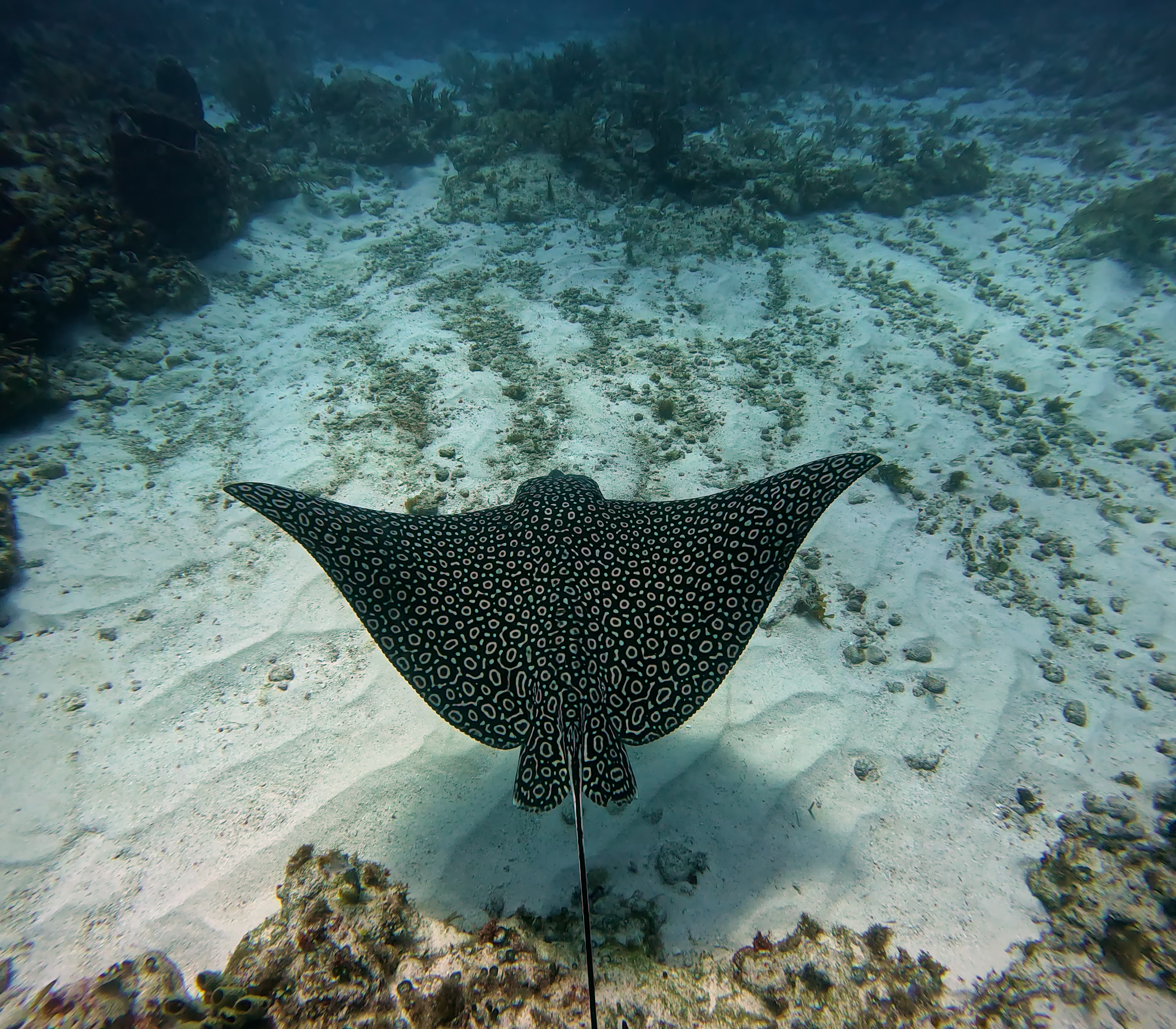 spotted eagle ray glides over sandy ocean floor 2026 01 05 00 22 42 utc (1)