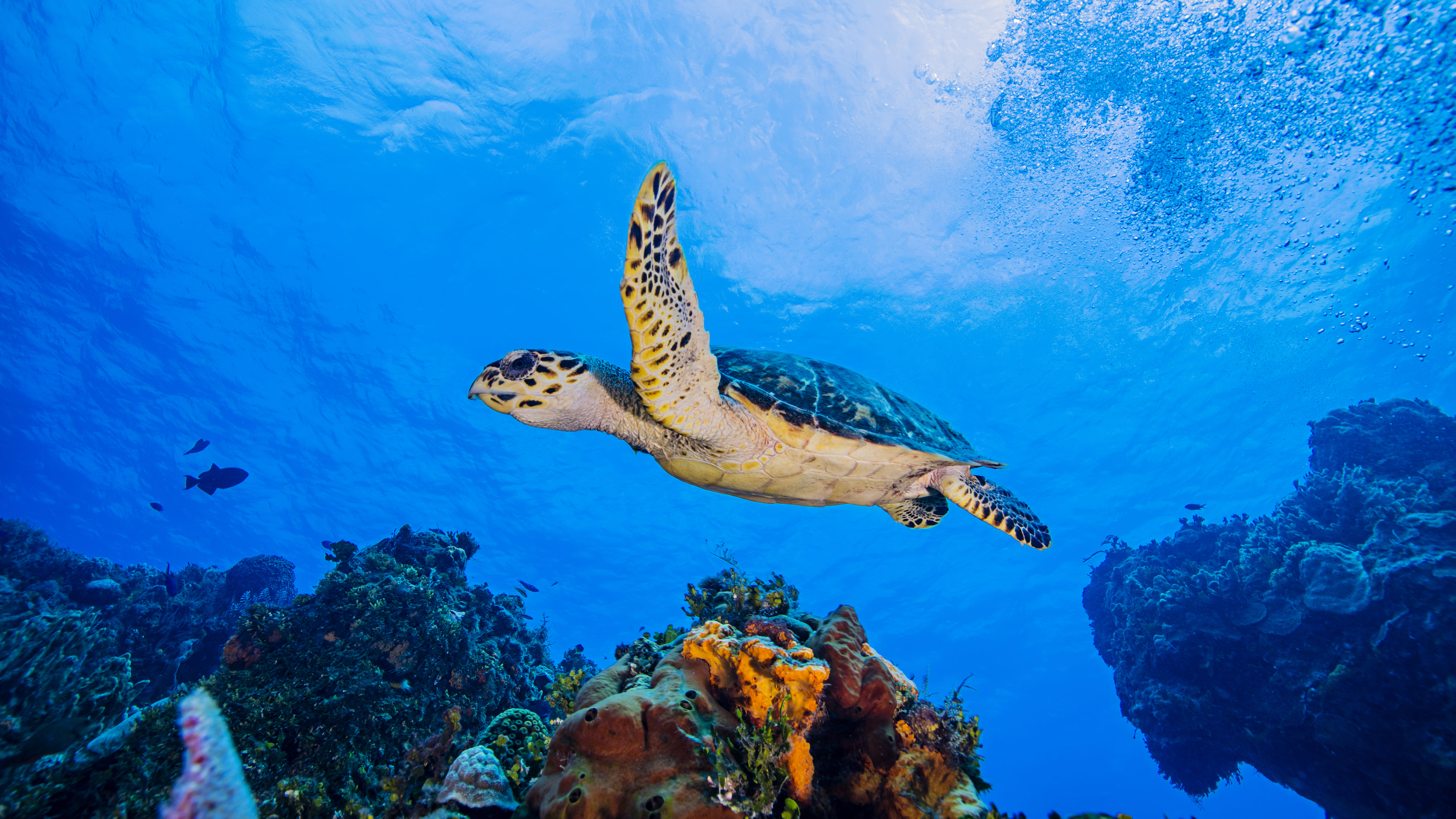 sea turtle gliding through vibrant coral reef 2026 03 10 04 02 31 utc