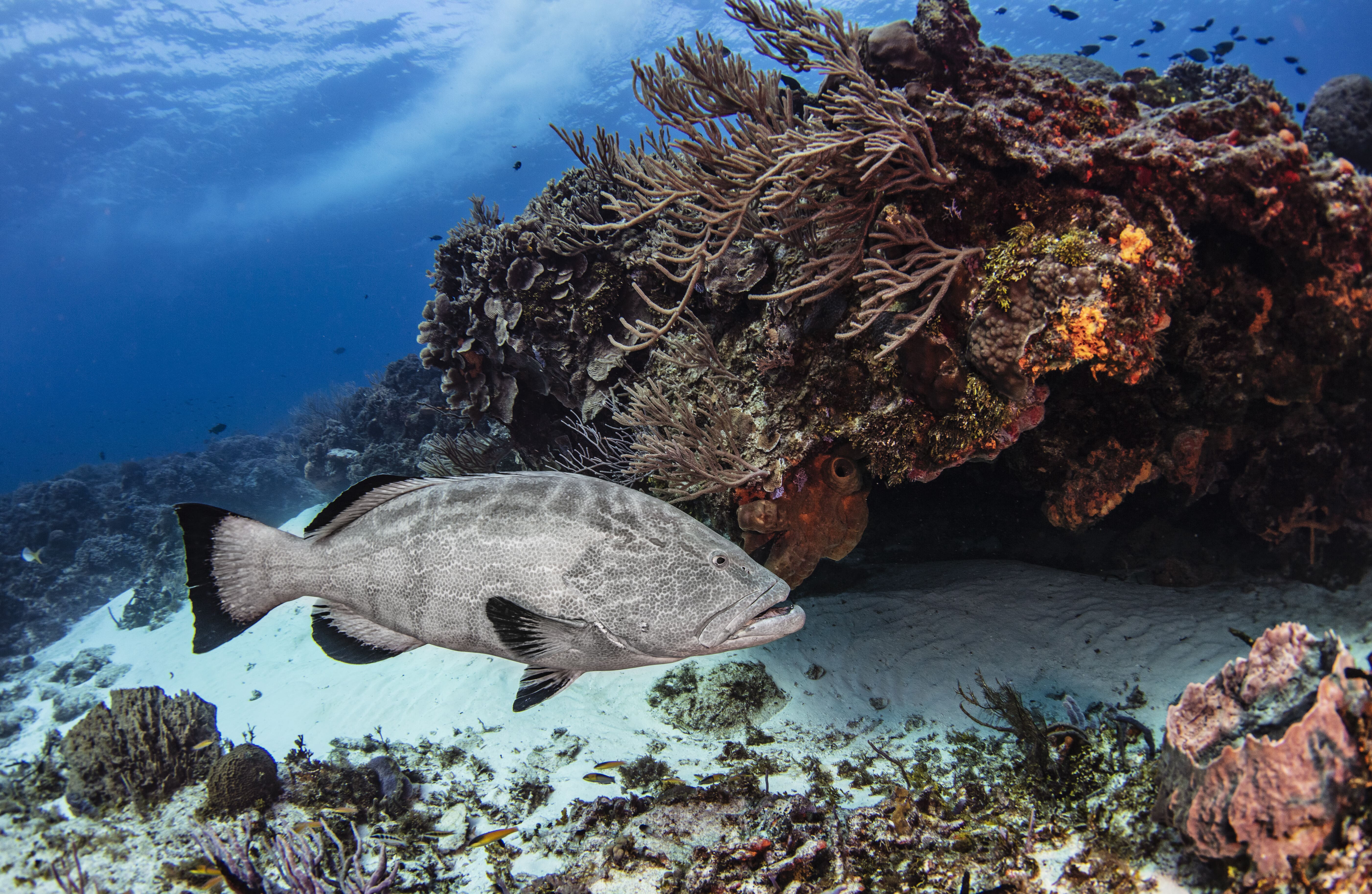 black grouper cozumel quintana roo mexico 2026 03 25 05 31 07 utc