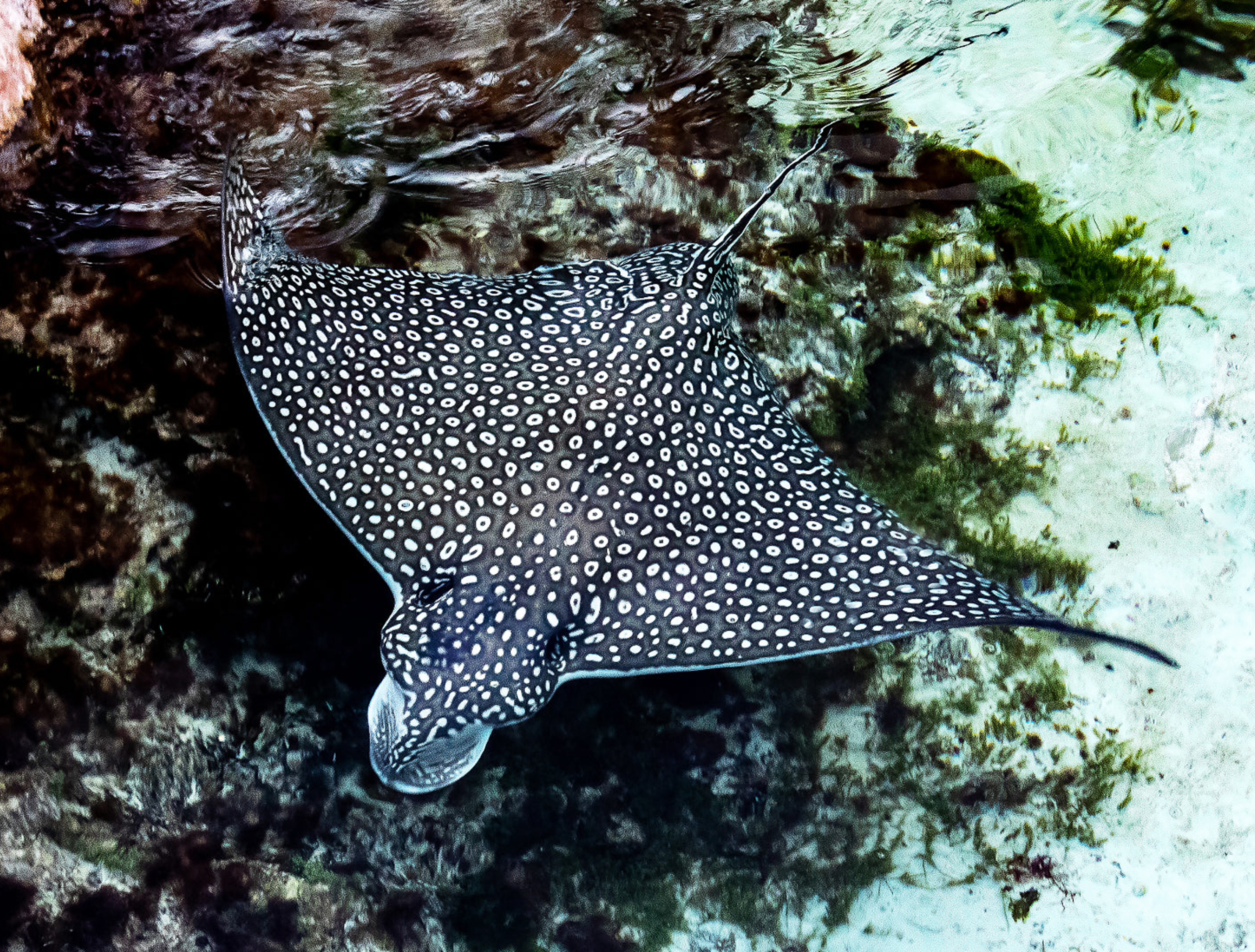 eagle-ray-2