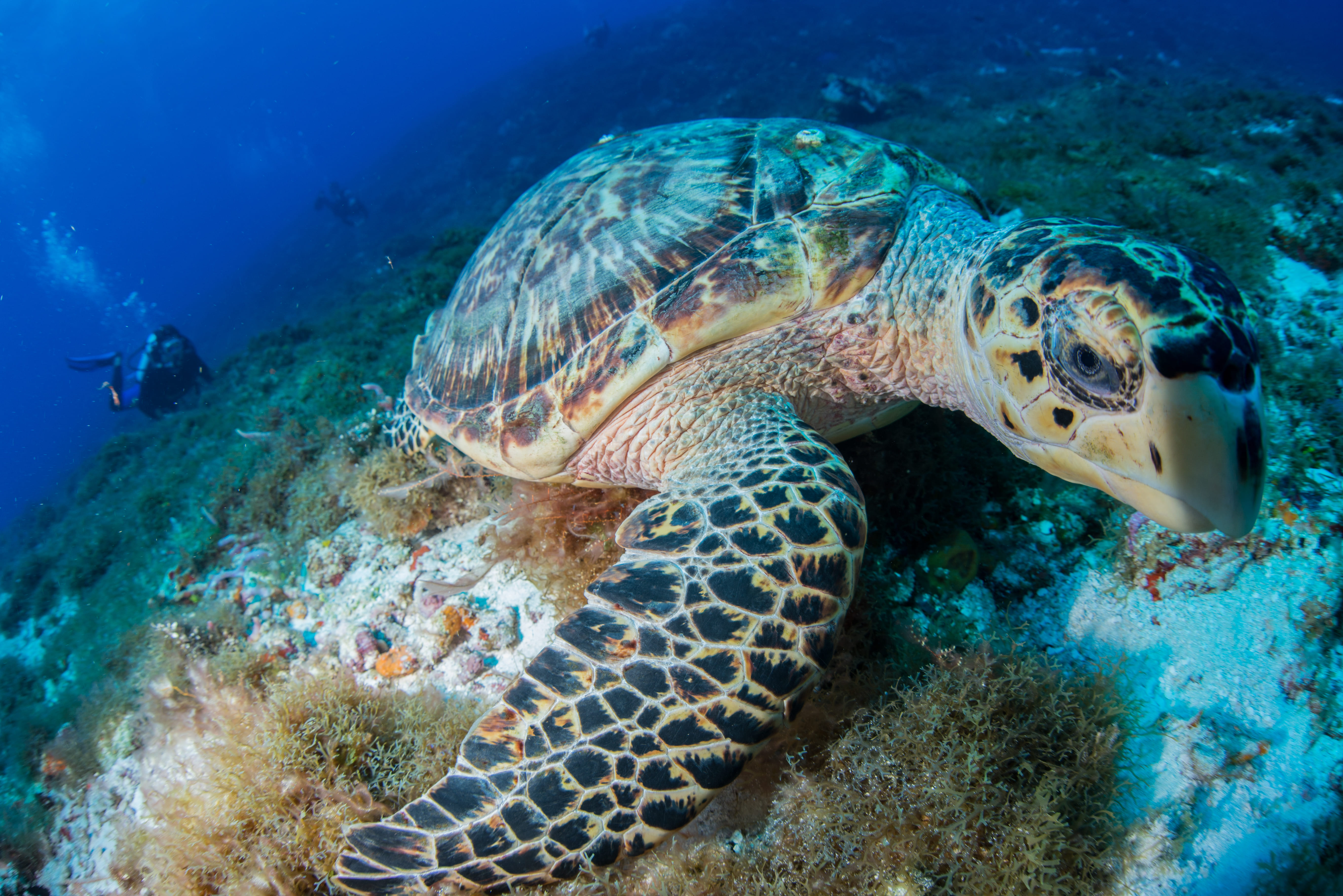 hawksbill turtle eretmochelys imbricata feeding 2026 03 10 04 46 34 utc