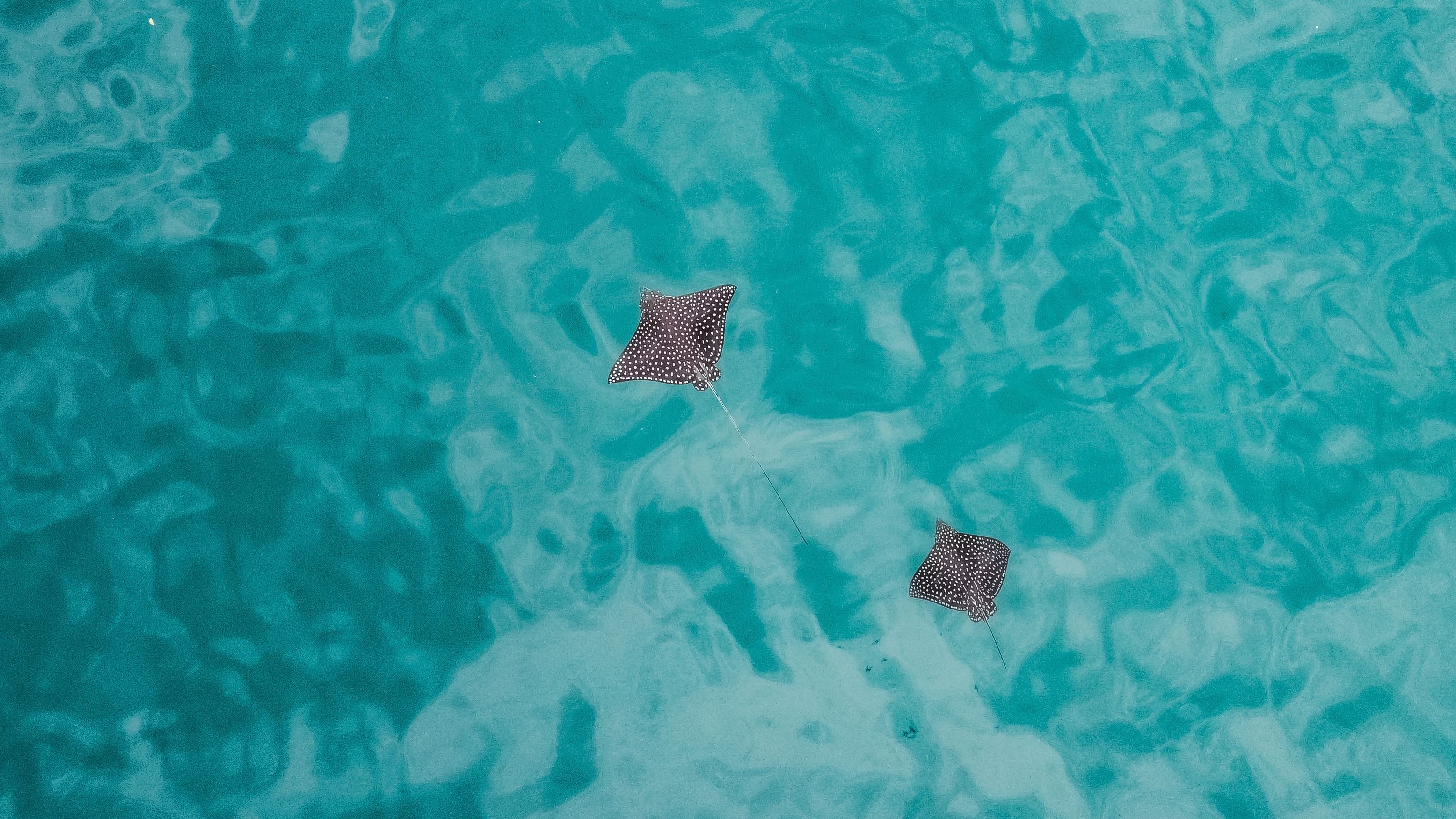 eagle-ray-1