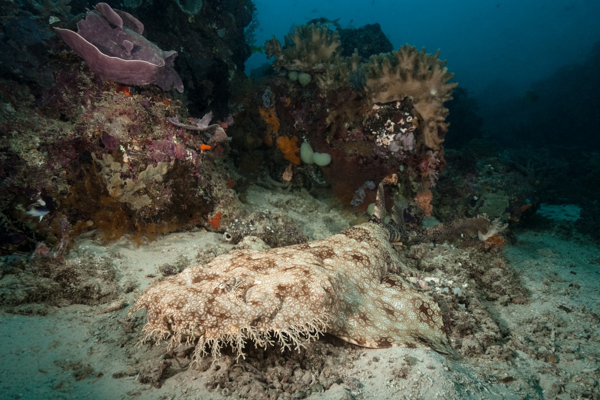 Raja Ampat - Raja Laut - Imagen 1