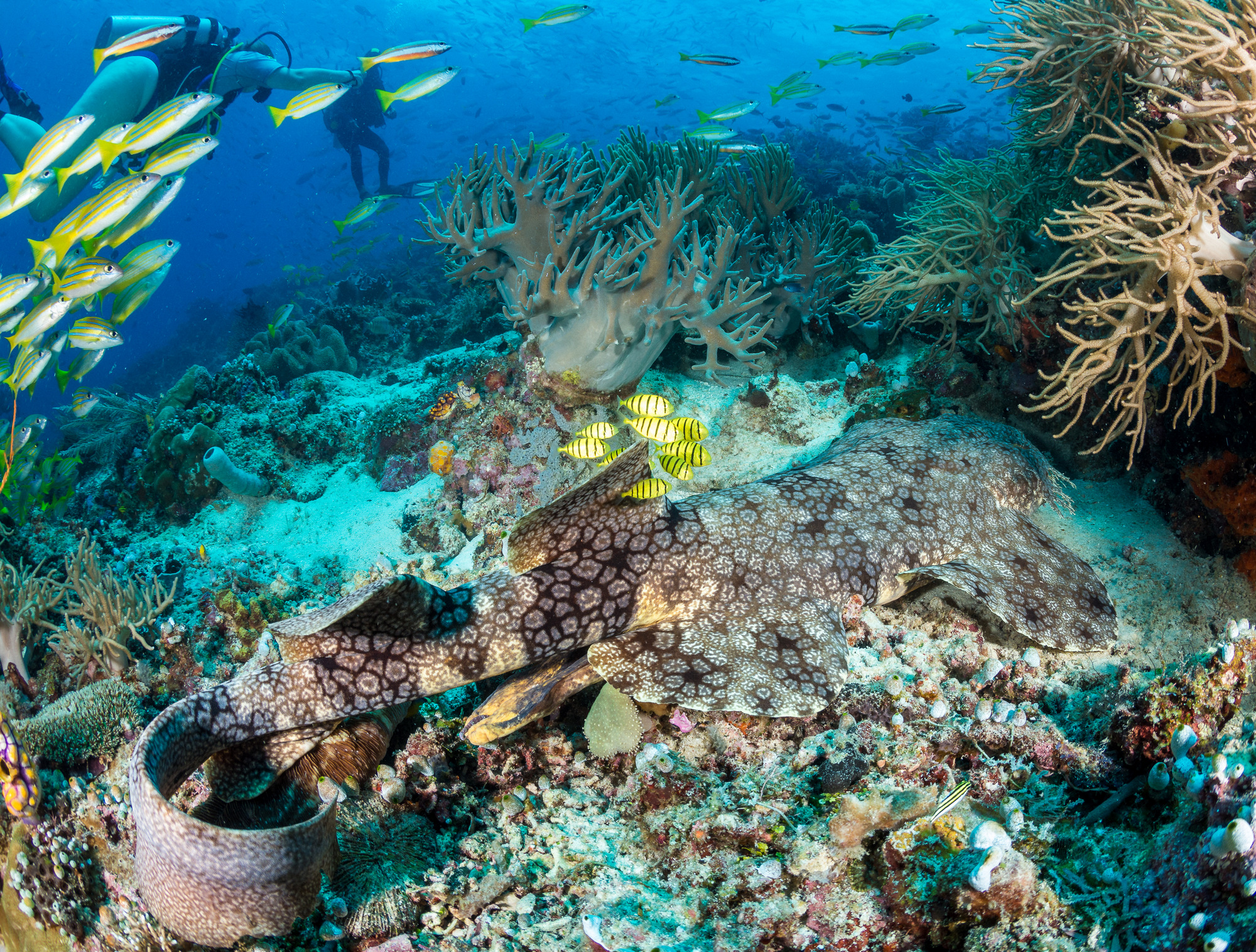 Descubre el lugar donde el océano alcanza su máxima expresión